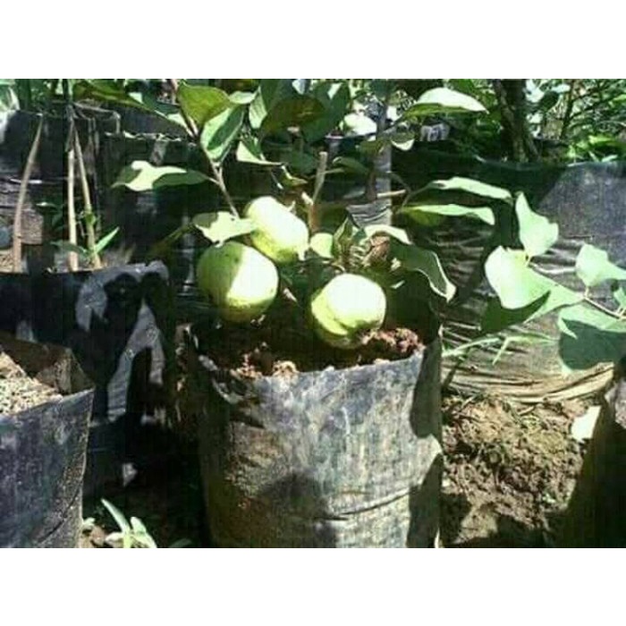 Bibit tanaman buah jambu Kristal. Murah / termmurah GG22
