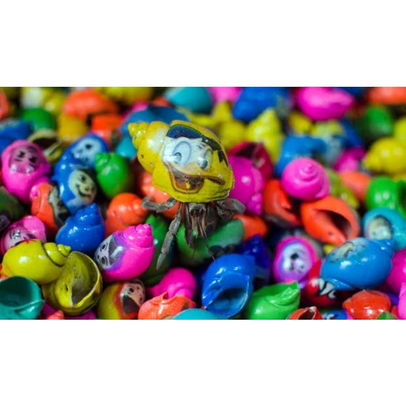 Paket kelomang warna warni isi 50 pcs, umang-umang, Yuyu rumpung