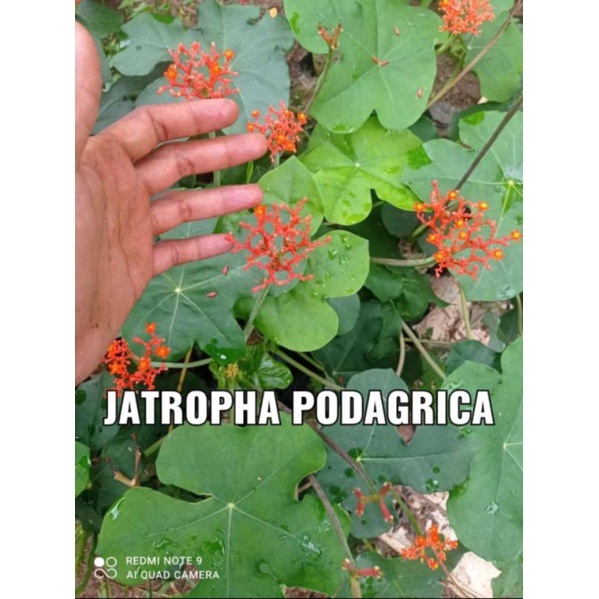 pohon jarak bali / jatropha podagrica / tanaman