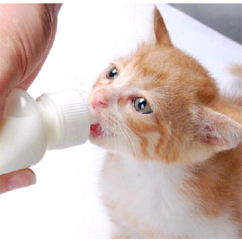 Dot Kucing Refil Nipel Puting Dot Lancip Dan Tumpul 2pcs