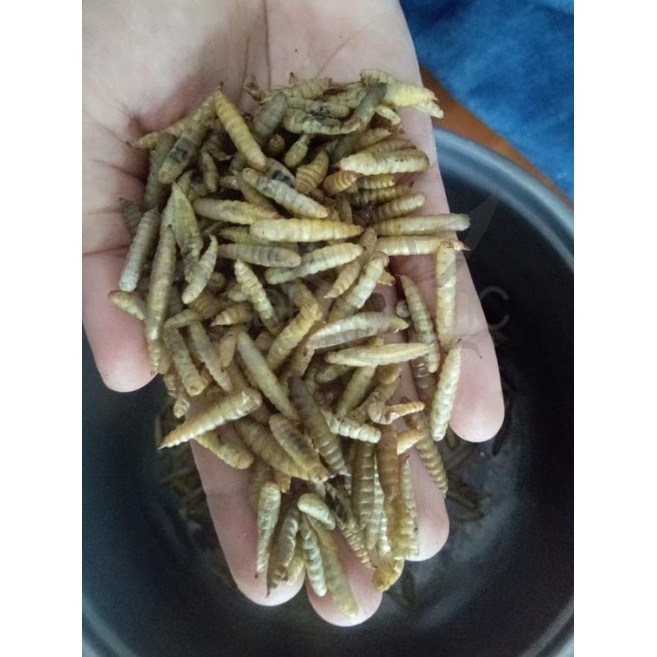MAGGOT KERING 500GR LARVA BSF MAGOT PAKAN IKAN KOI BURUNG AYAM