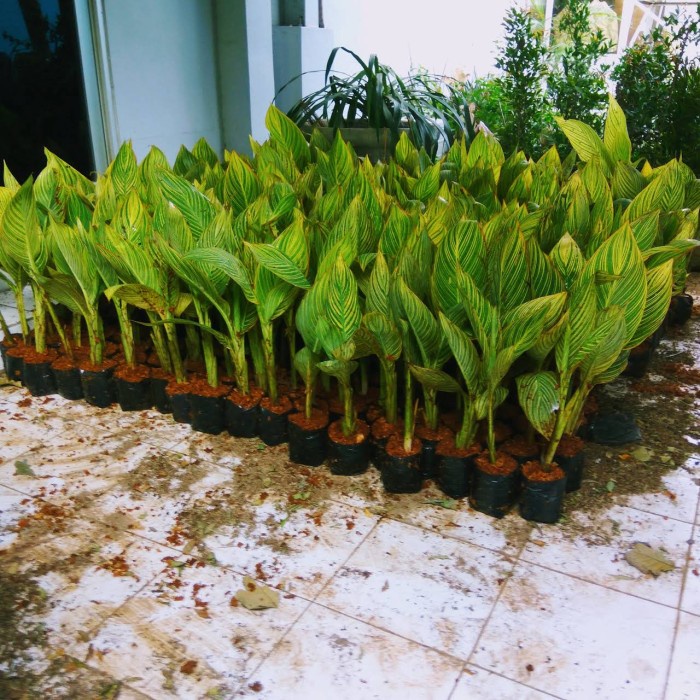 Tanaman Pisang Kana presiden Canna Varigata kuning GG22