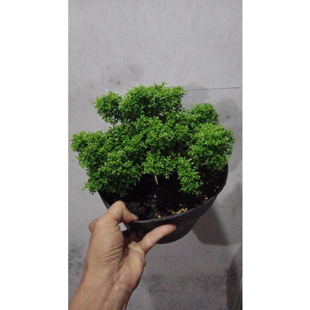 kemuning super mikro Thailand sudah jadi