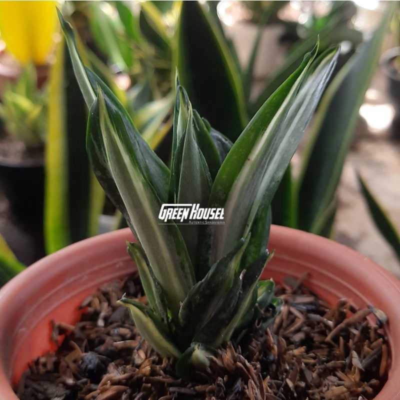 sansevieria hahni stiker/sansevieria hahni mini/sansevieria