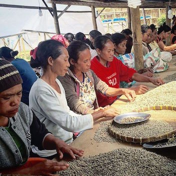 

BAYAR DITEMPAT Green Bean Arabica Cultured Natural Tuang Coffee Flores Manggarai /KOPI RUBE/KOPI