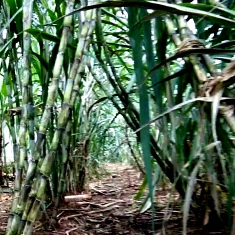 Bibit tebu hijau, ijo berat 1kg