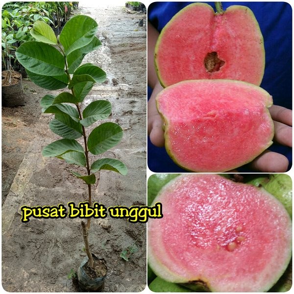Pohon Jambu Kristal Merah - Tanaman Buah Jambu Kristal GG22