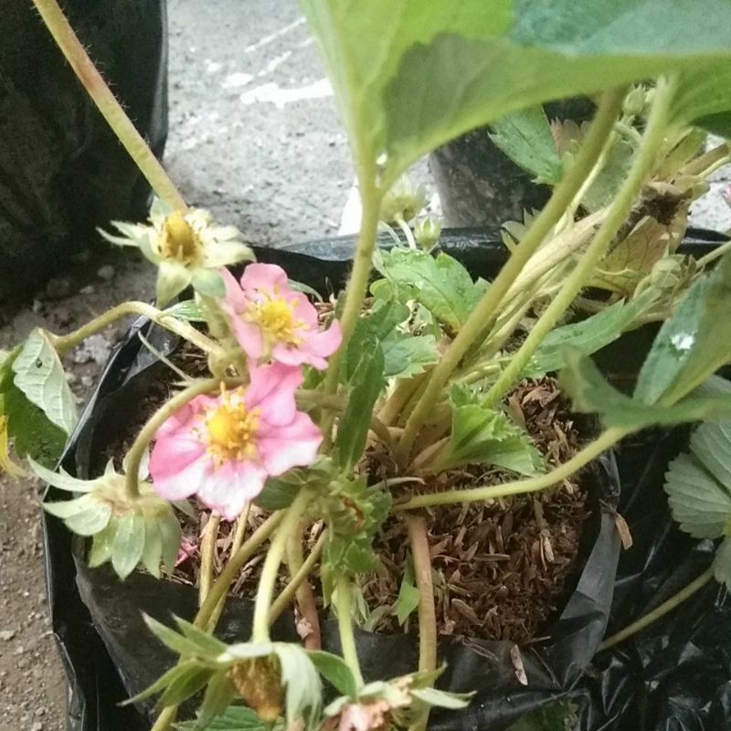 bibit stroberi jumbo berbunga/berbuah