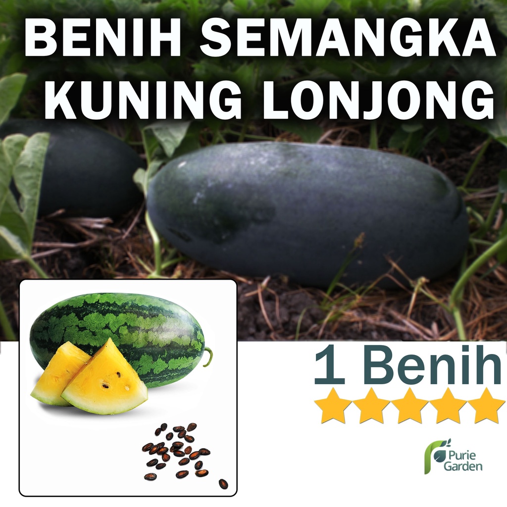 Benih Bibit Semangka Kuning Lonjong 1 Benih Dua Ribuan PG KDR