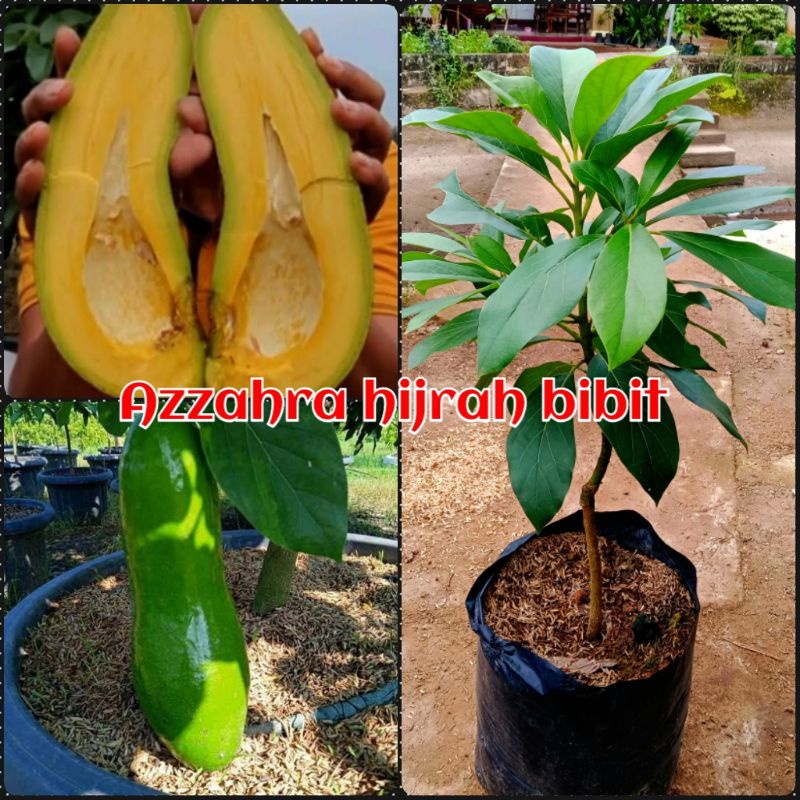 benih bibit tanaman buah alpukat Kelud super