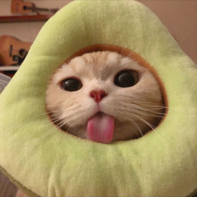 booked novel athlas senior