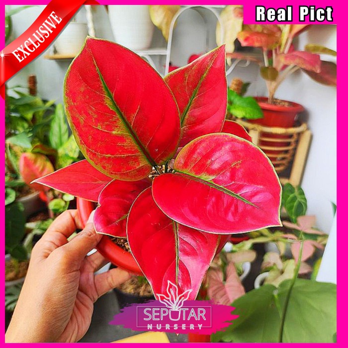 (BISA COD) aglonema ayunindi - tanaman hias aglonema ayunindi