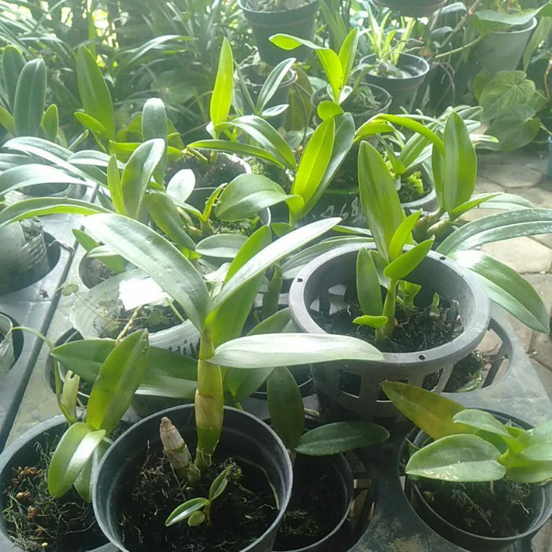 sedling dendrobium no id