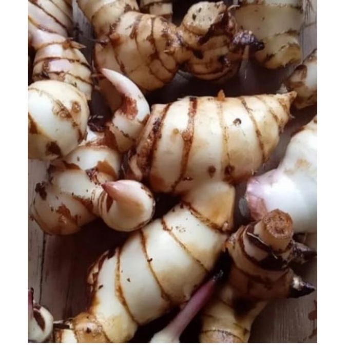 

Ubi ganyong merah segar 500 gram