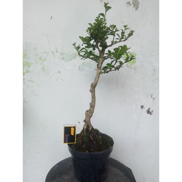 BONSAI HOKIANTEA BUNGA PROSPEK BUNJIN STYLE PROGRAM AKAR