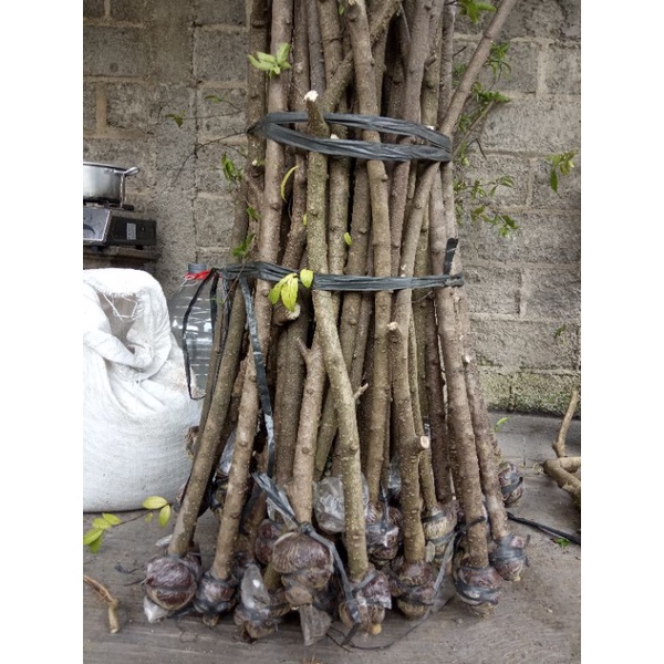 bonsai anting putri cangkok paniang