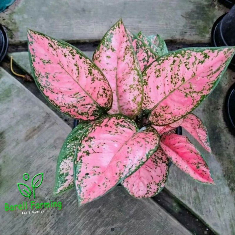 PROMO Tanaman Hias Aglonema Lady Valentine Lady Gaga - Dinamit - Cristine/kristin - Valentine tanama