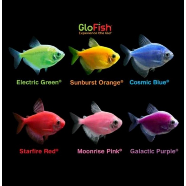 GLOWFISH TETRA WARNA CERAH & MENARIK