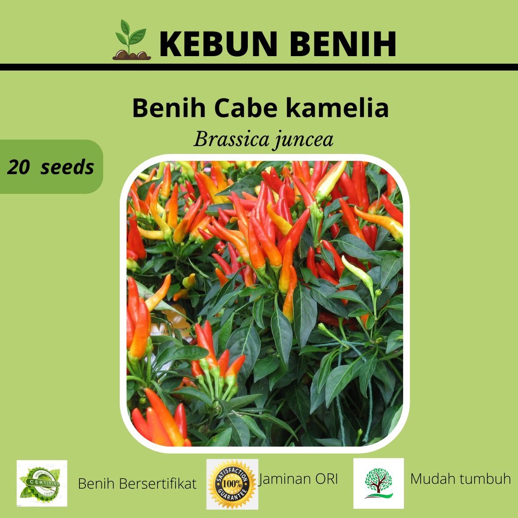 20 Benih Tanaman Cabai Rawit Camelia/ Cabe Rawit Kamelia Kualitas Unggul