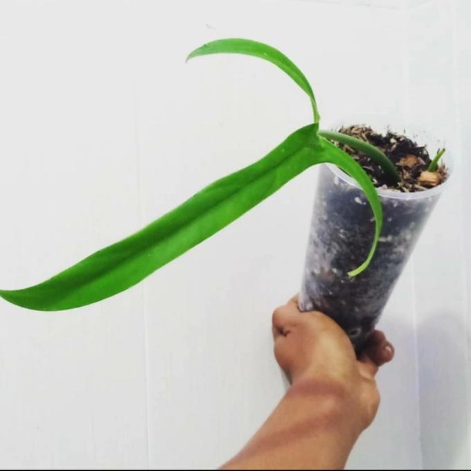 philodendron holtonianum 1 daun