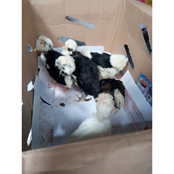 Ayam Poland