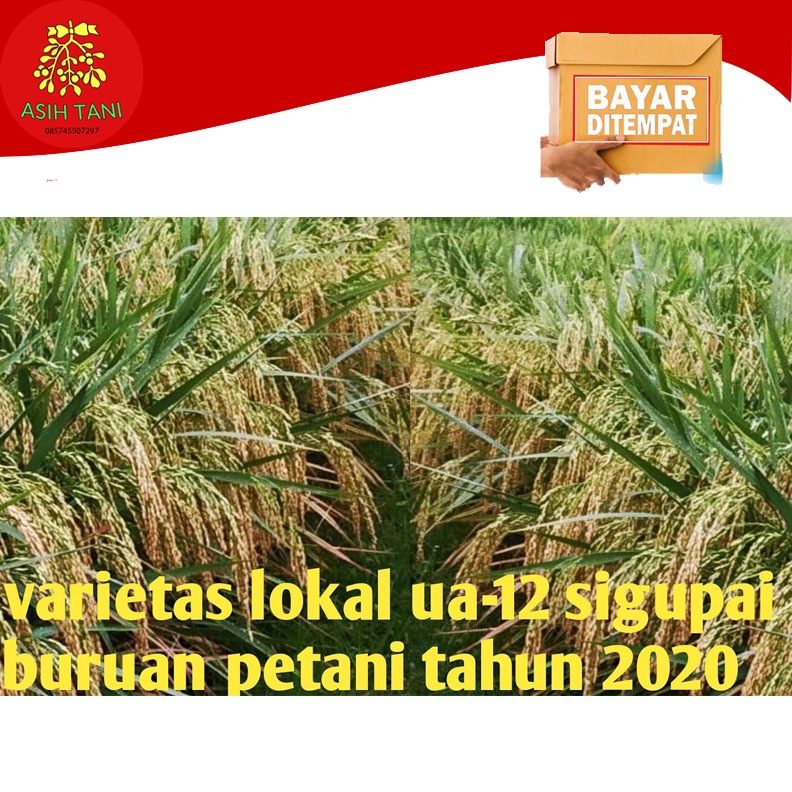 Benih Bibit Unggul Padi UA 12 Sigupai Batuta Berkualitas