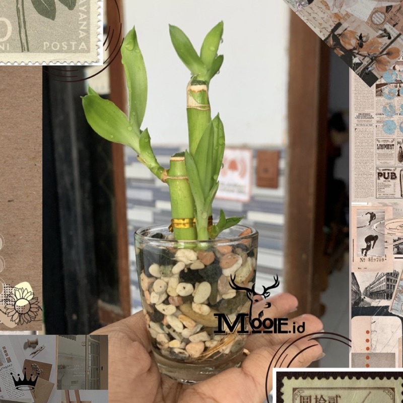 MOOIE.ID - Tanaman Bambu Rejeki 1 Set Bambu isi 3 + Pot Kaca / Bambu Hoki / Bambu Cina / Dracaena Sa