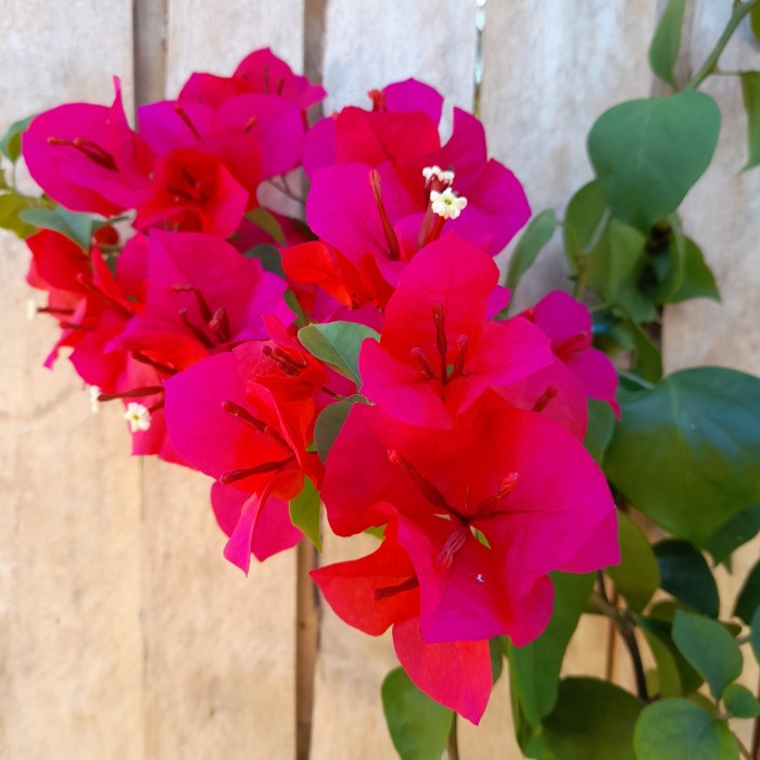 Tanaman hias Bougenville Merah Mega