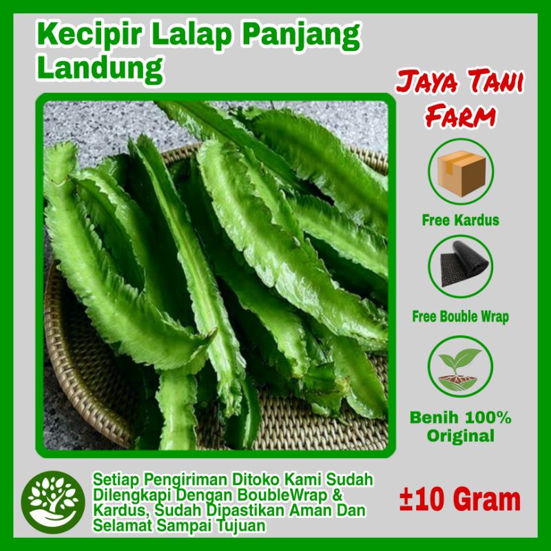 10 Gram Benih Kecipir Panjang Landung Unggulan No 1 / Benih Sayuran / Bibit Sayuran / Biji Sayuran /
