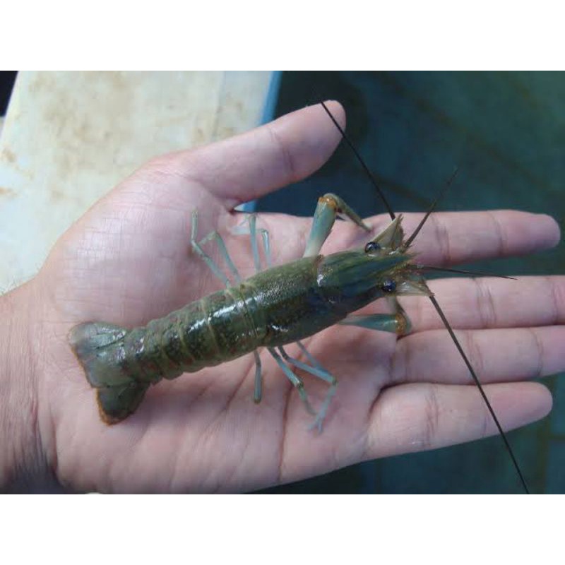 

Udang Lobster Air Tawar ukuran 2-2.5 inch