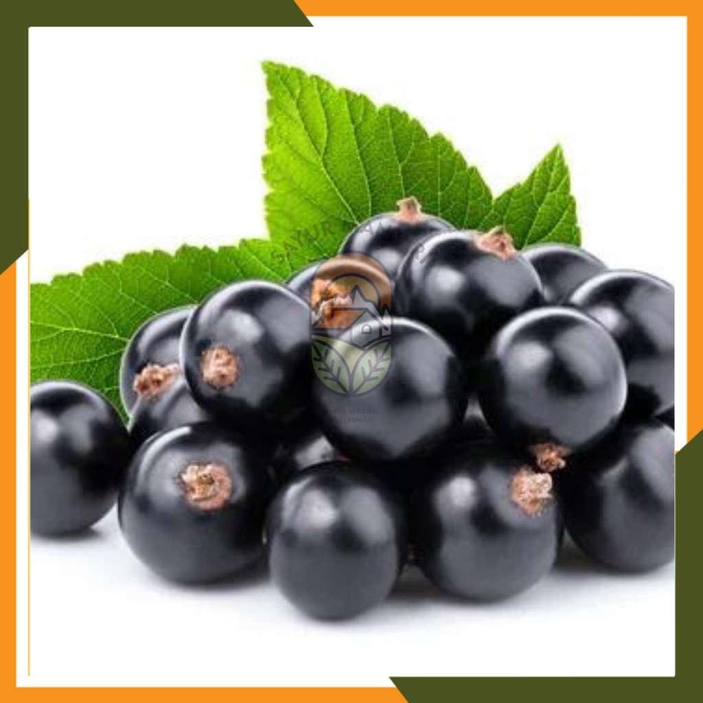Benih Blackcurrant Seribuan