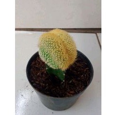 Kaktus Lening Cristata