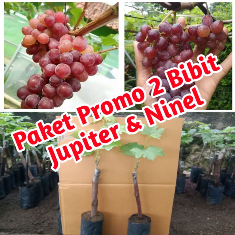 Jual Promo Paket Hemat 2 Bibit Anggur Import Varian Jupiter And Ninel