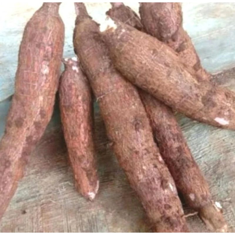 

singkong segar 1 kg