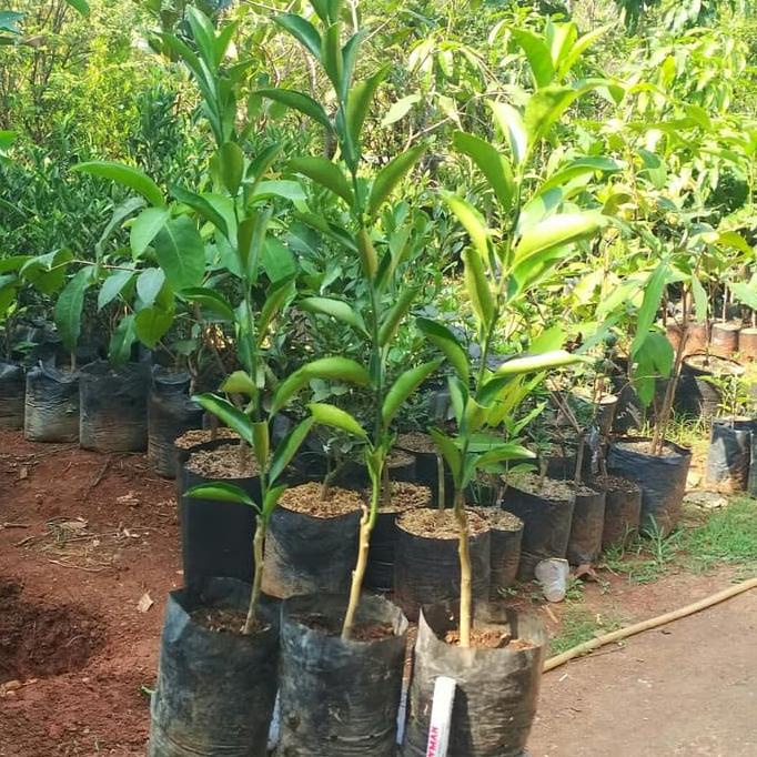 joss bibit pohon jeruk santang madu/jeruk manis viral