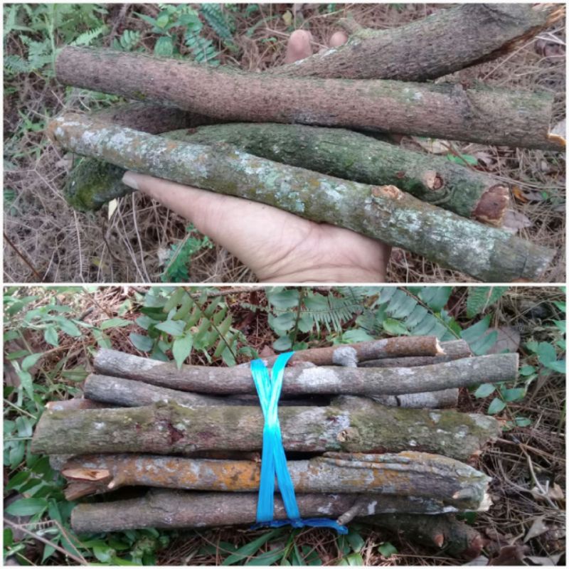 Kayu bakar api unggun jenis ranting pinus per 25 batang