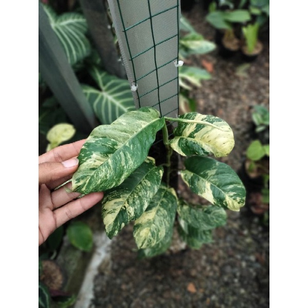 rhaphidophora puberula varigata besar