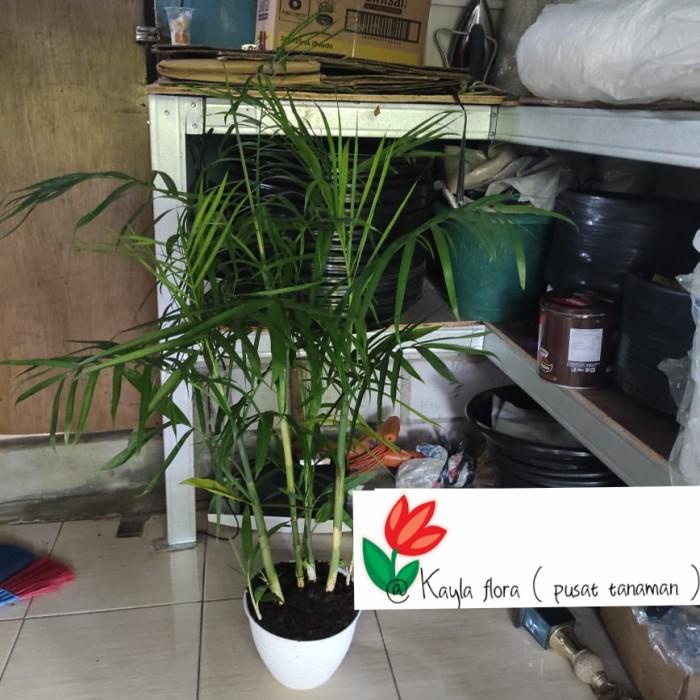 

Tanaman Hias Palem Jepang / Palem Komodoria / Palem Best Seller
