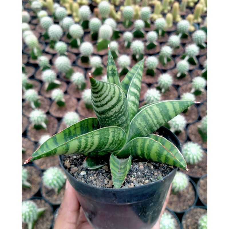 Sansevieria Marsha Anjani