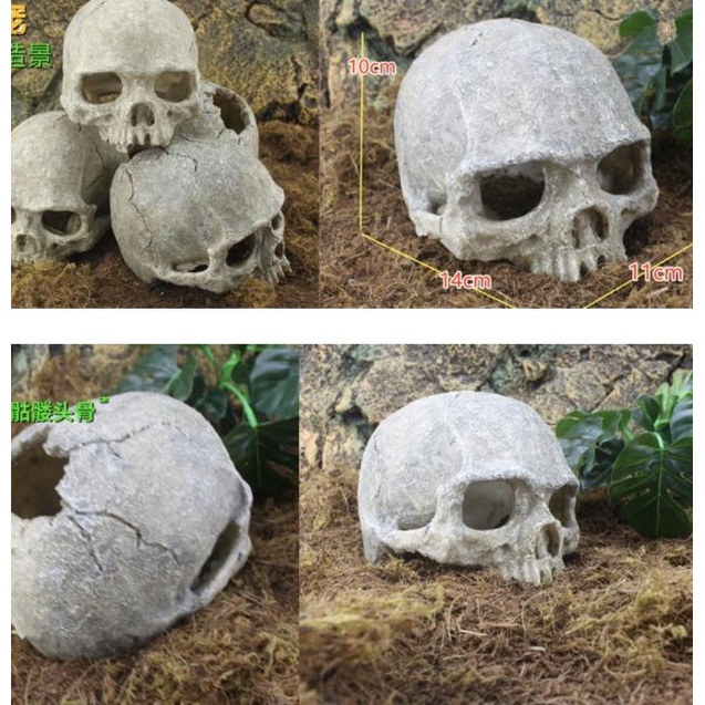 Hiasan Akuarium Fosil Tengkorak Manusia