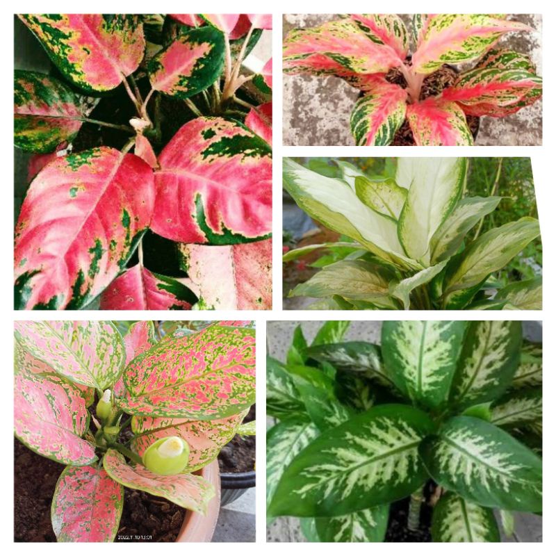 Aglonema Red Kochin, dona carment, lipstik, big roy, Dut, Red anjamani, tisu, golden dll