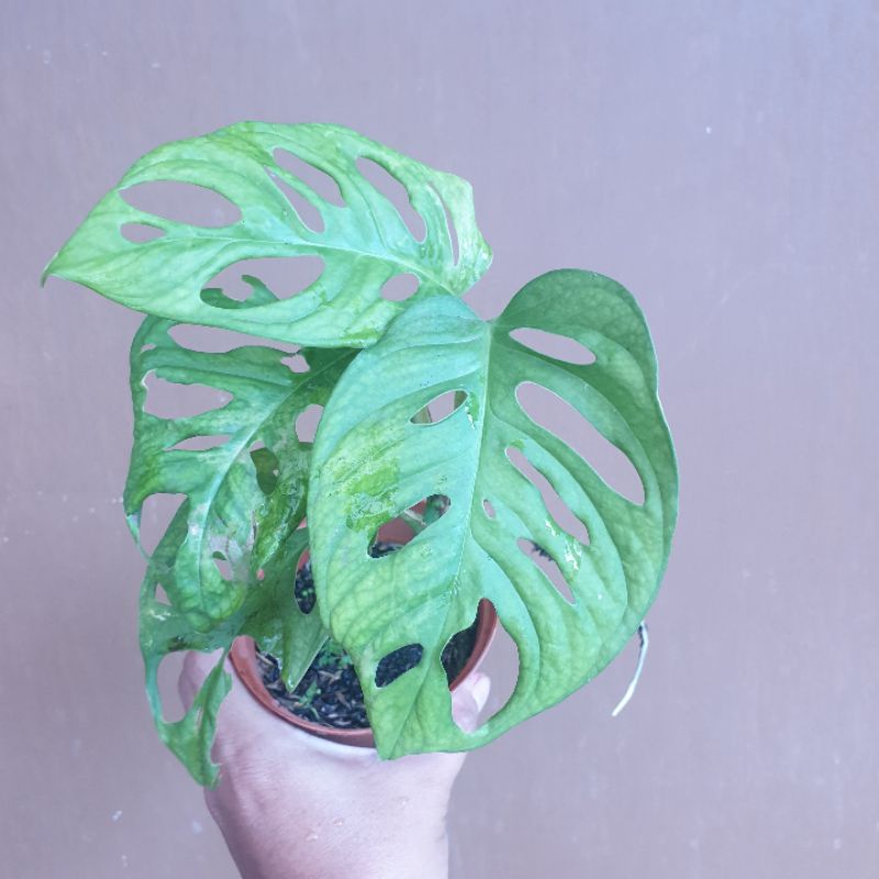 Monstera Acuminata
