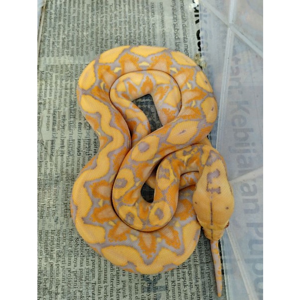 retic albino purple