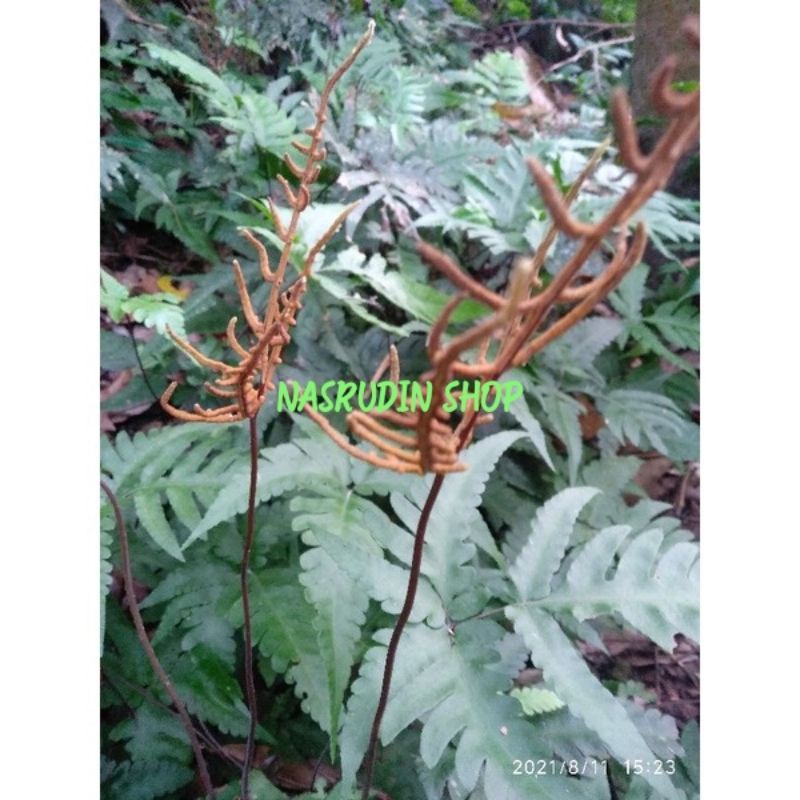 

[Fresh] TANAMAN HIAS PAKIS TANDUK RUSA / Osmunda regalis