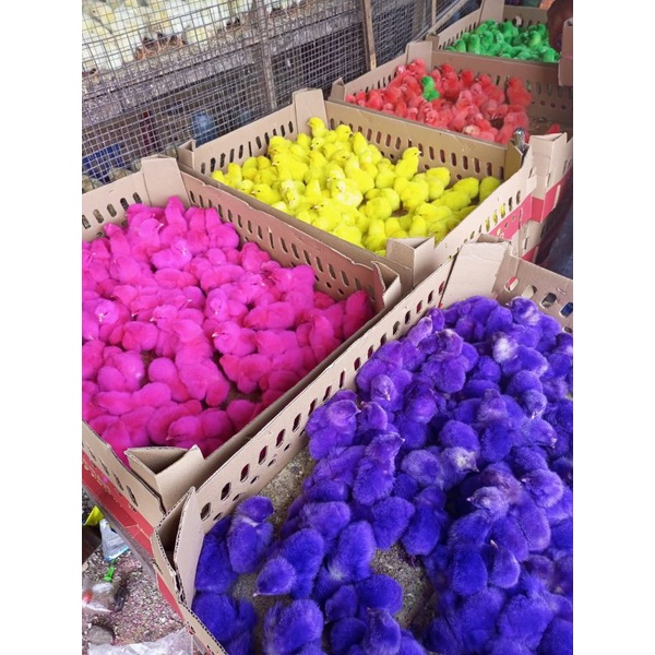 ayam warna warni