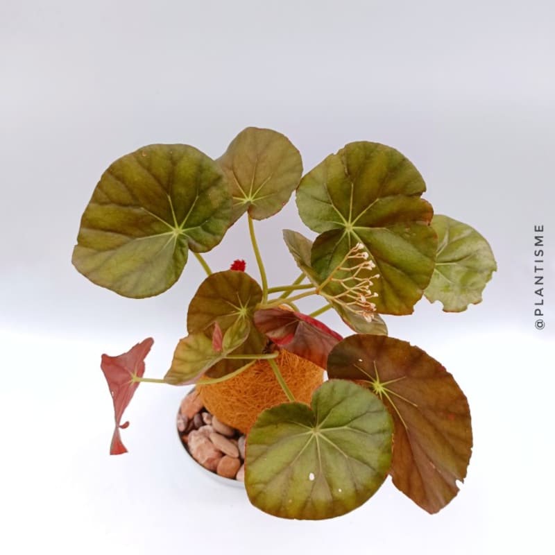 Kokedama - Beefsteak Begonia - w/ Gantungan