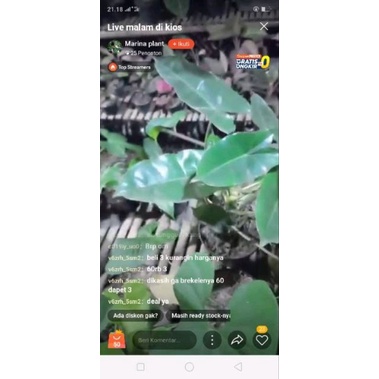 syngonium pink perfection