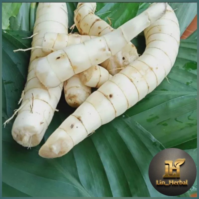 

Umbi Garut-Umbi Sagu Segar 1000 Grm Petik Order