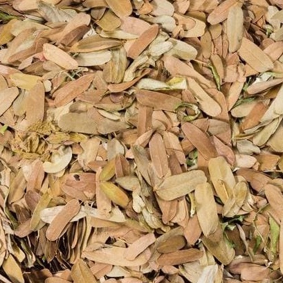 

JAMU DAUN ASAM JAWA KERING /DAUN ASAM JAWA (TAMARINDUS INDICA) 1 KG