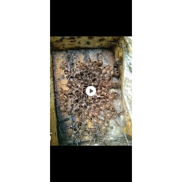 

Kelulut/klanceng/trigona heterotrigona itama log gratis ongkir